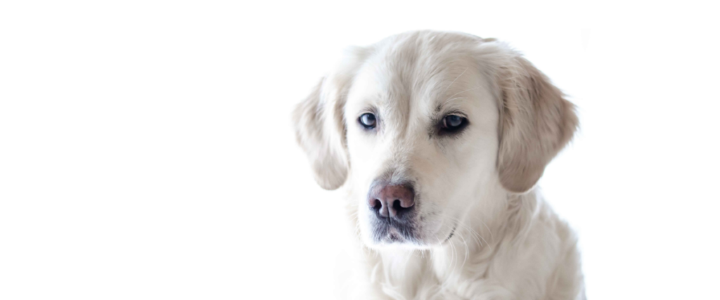 North American Veterinary Blood Bank