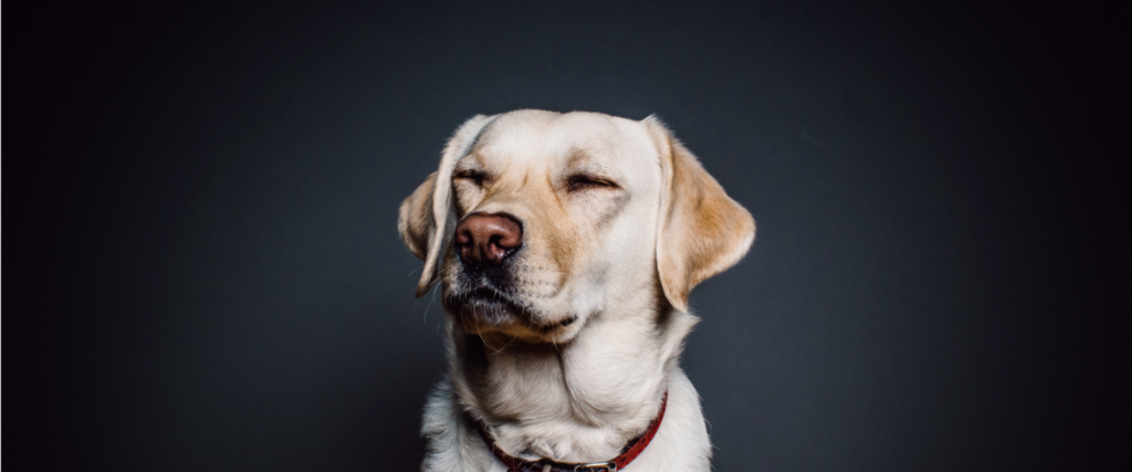 North American Veterinary Blood Bank