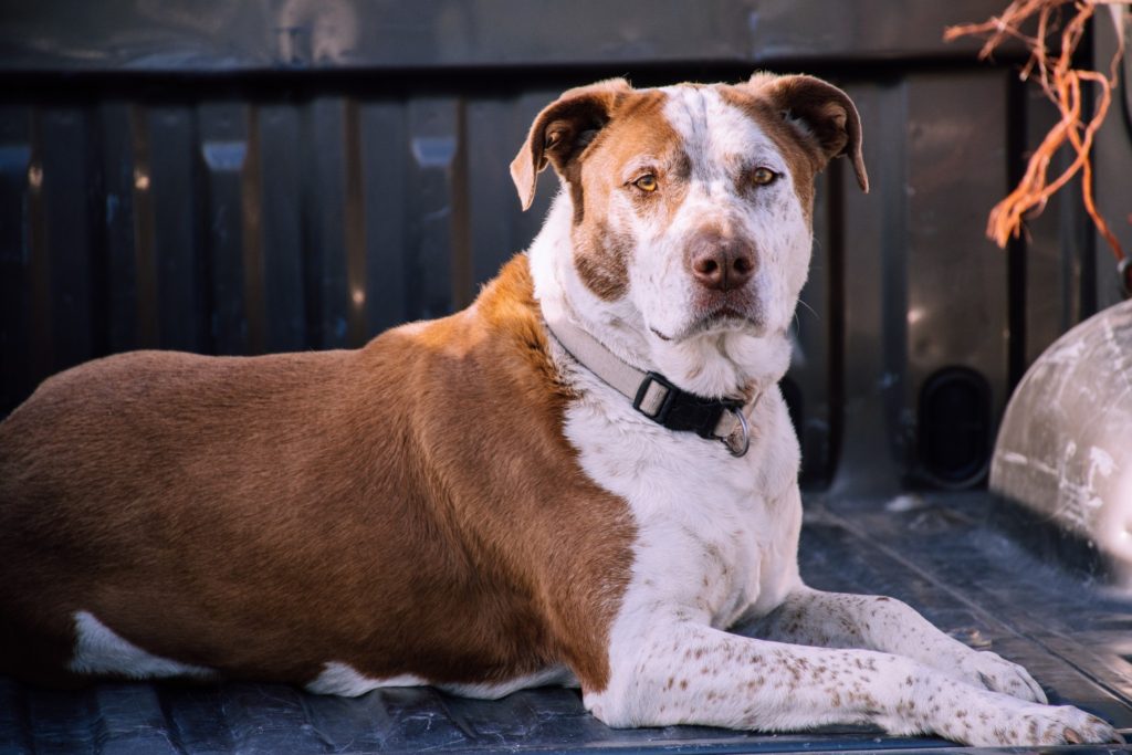North American Veterinary Blood Bank