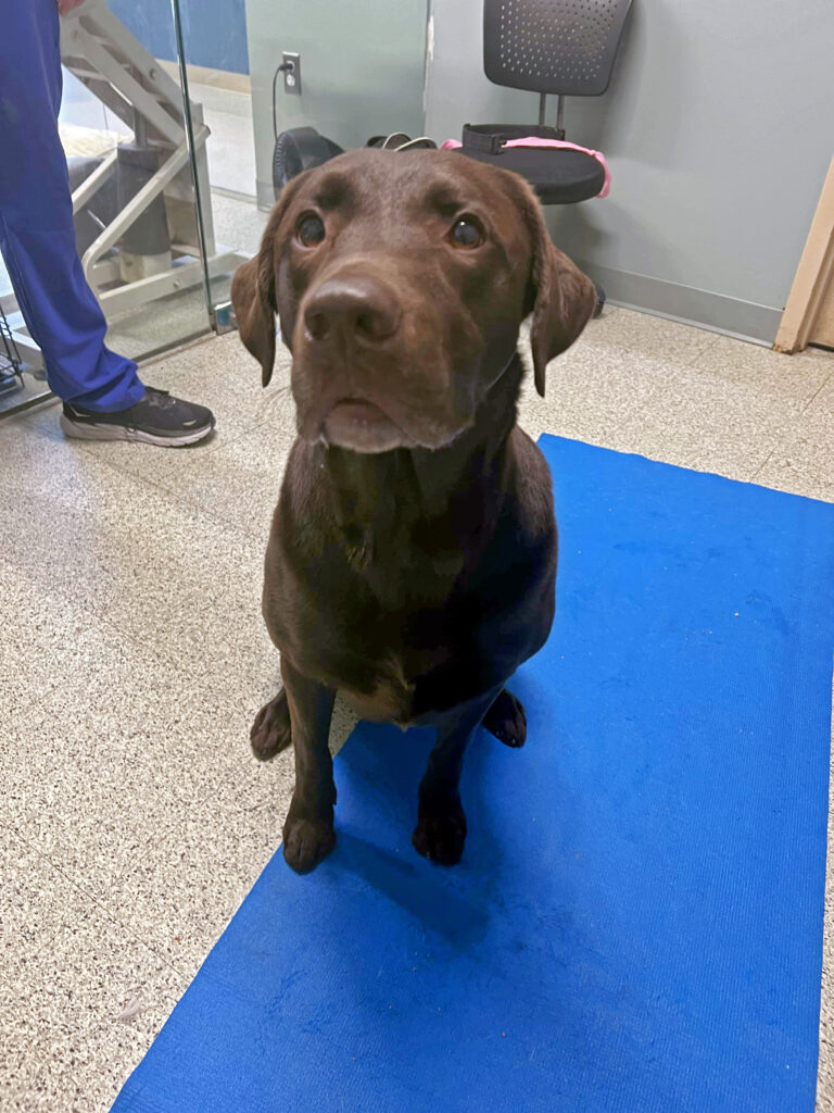 North American Veterinary Blood Bank