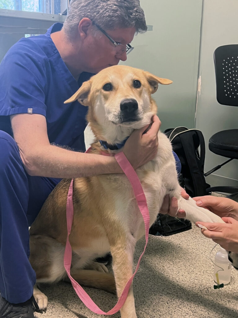 North American Veterinary Blood Bank