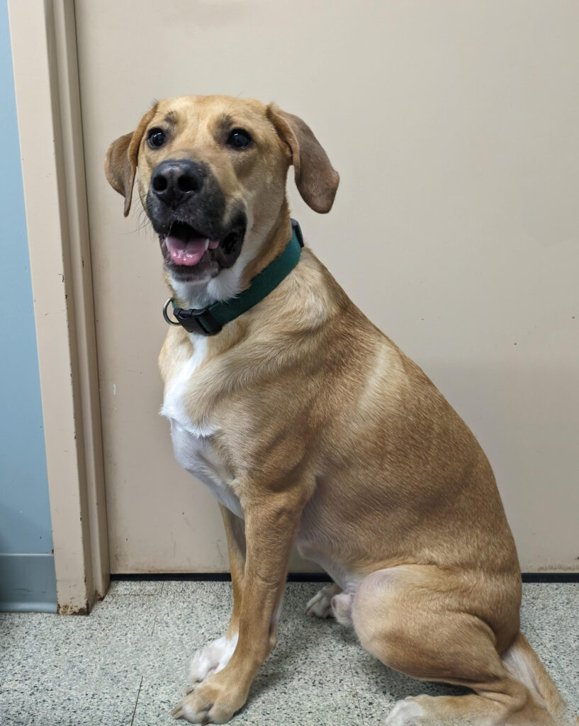 North American Veterinary Blood Bank