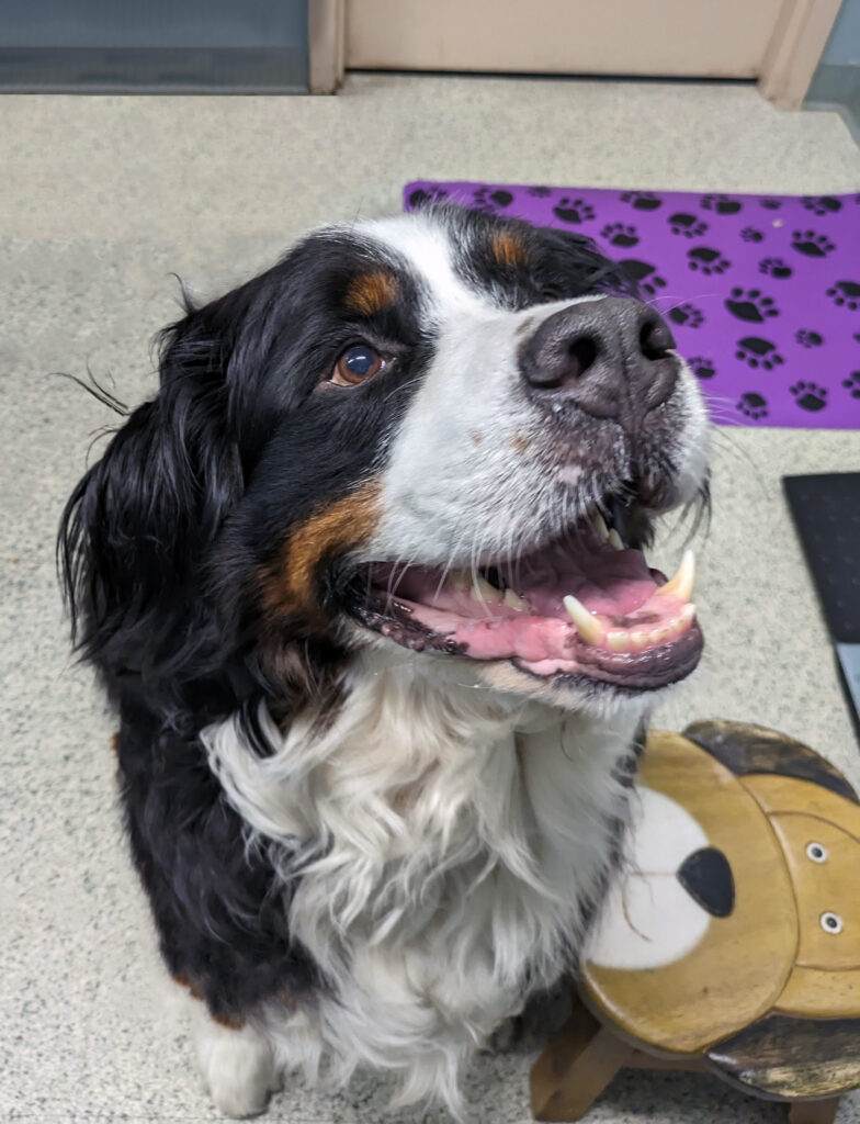North American Veterinary Blood Bank