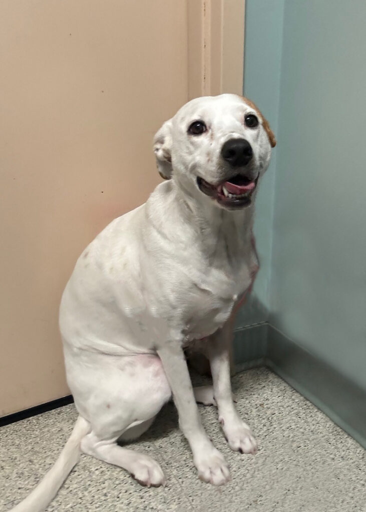 North American Veterinary Blood Bank