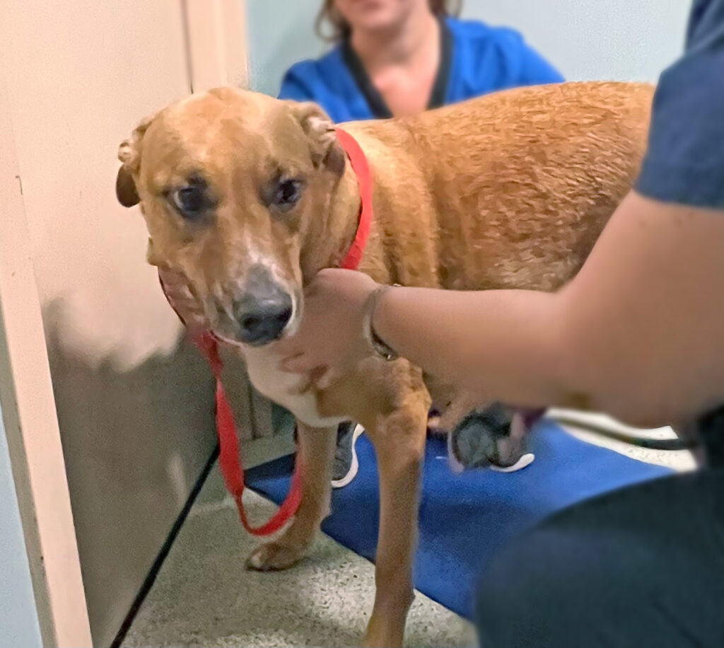 North American Veterinary Blood Bank