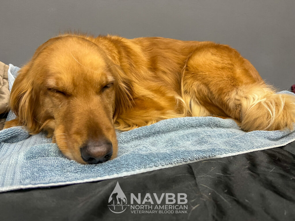 North American Veterinary Blood Bank