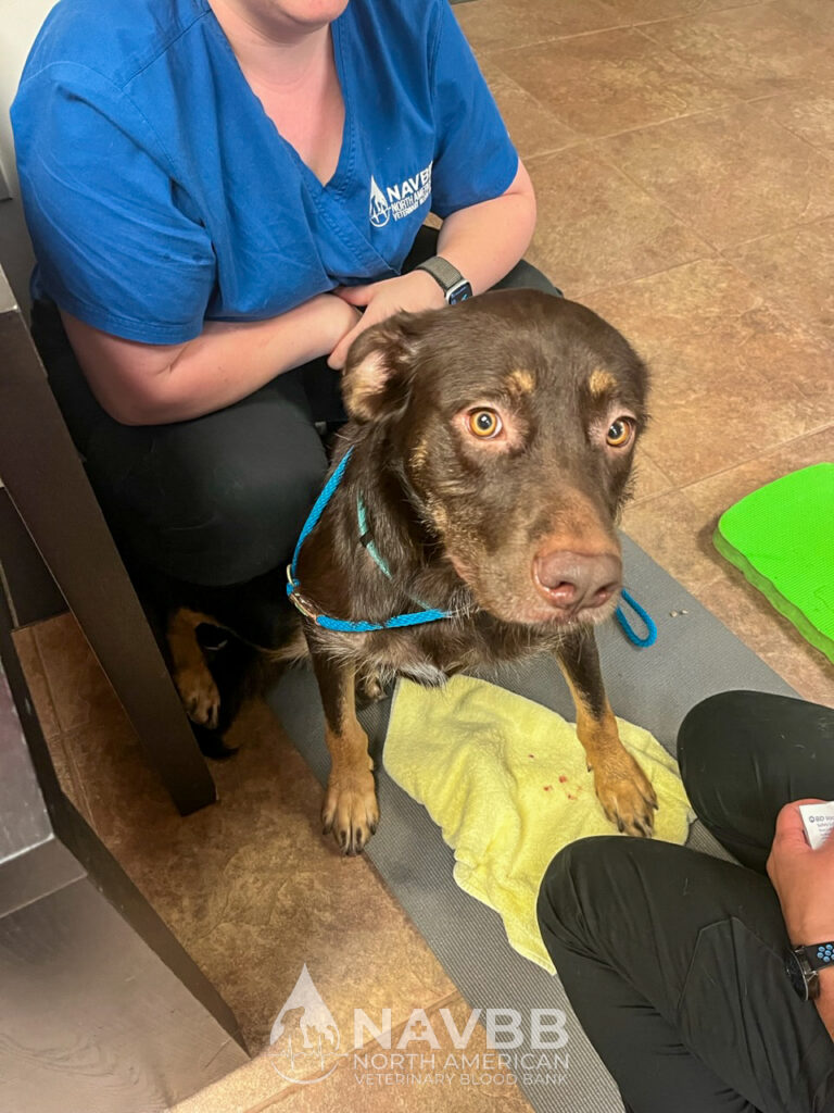North American Veterinary Blood Bank
