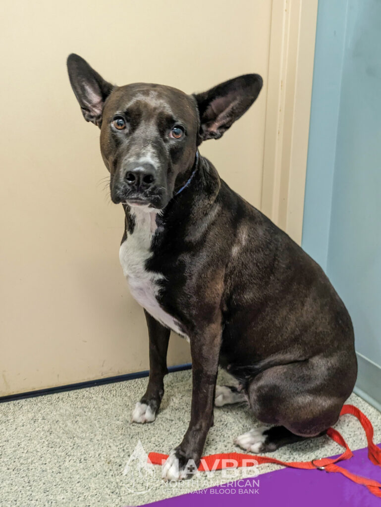 North American Veterinary Blood Bank