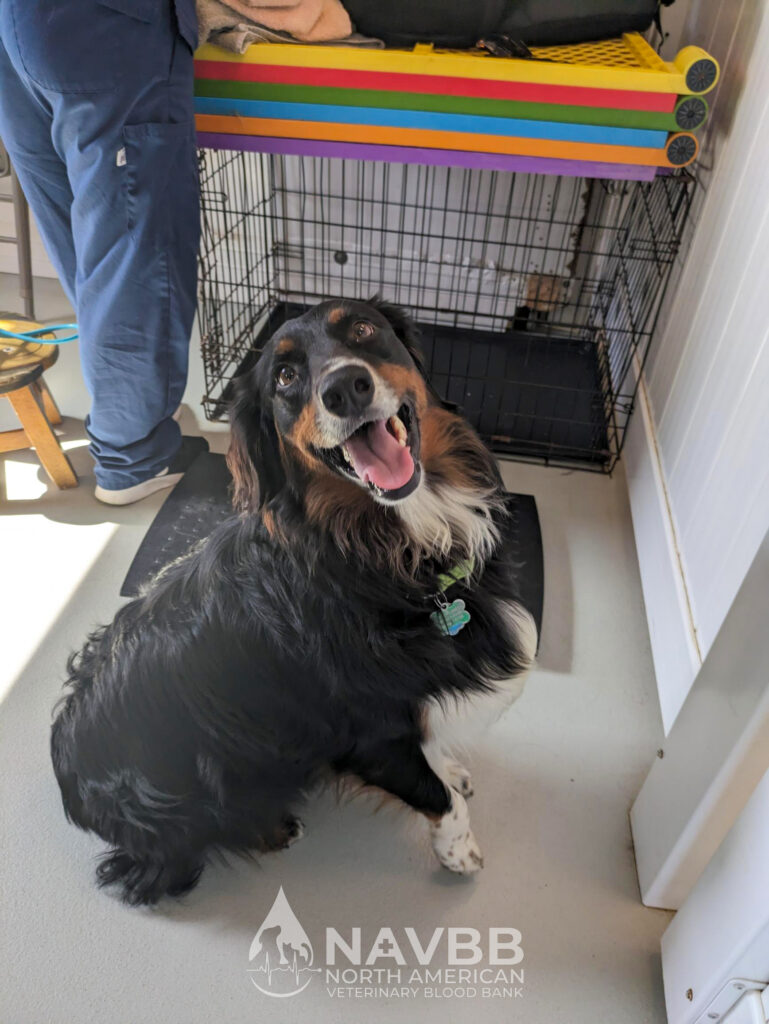 North American Veterinary Blood Bank