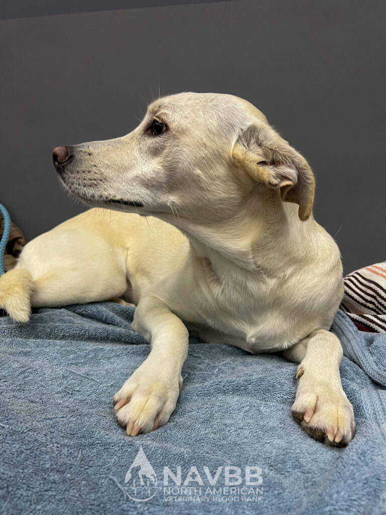 North American Veterinary Blood Bank
