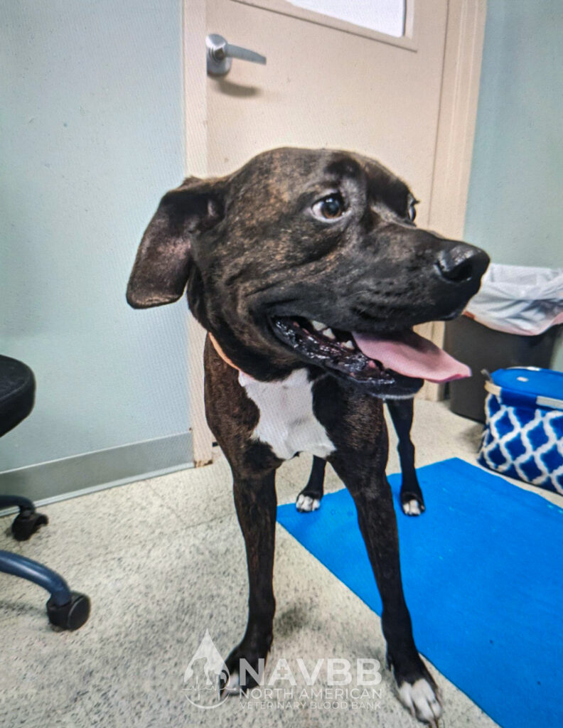 North American Veterinary Blood Bank