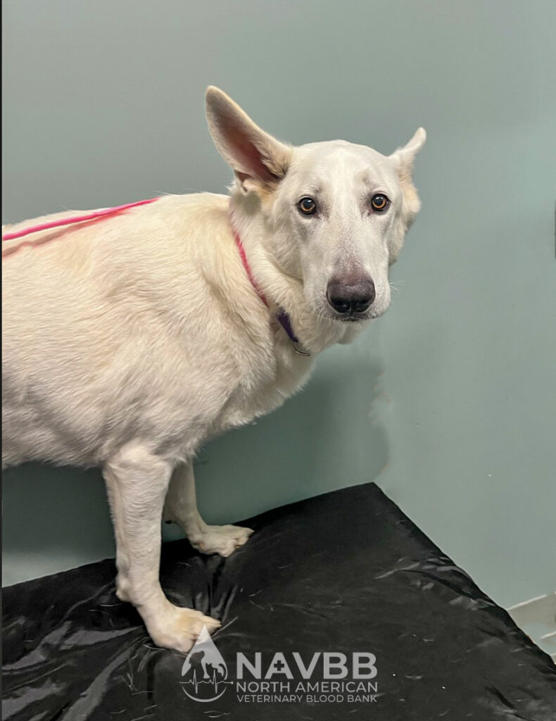 North American Veterinary Blood Bank