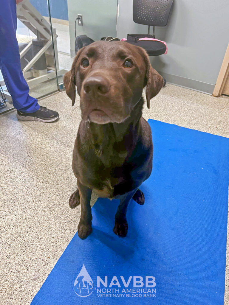 North American Veterinary Blood Bank