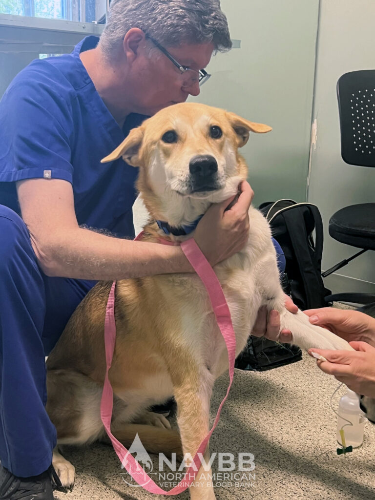 North American Veterinary Blood Bank