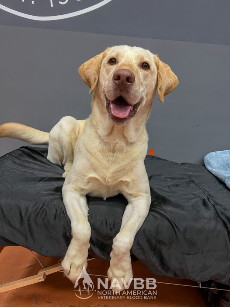 North American Veterinary Blood Bank