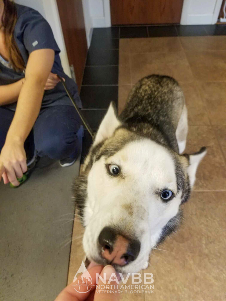 North American Veterinary Blood Bank