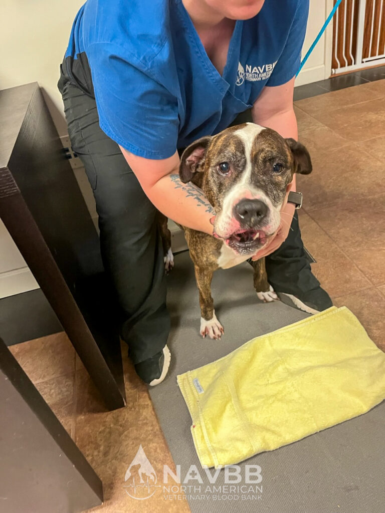 North American Veterinary Blood Bank