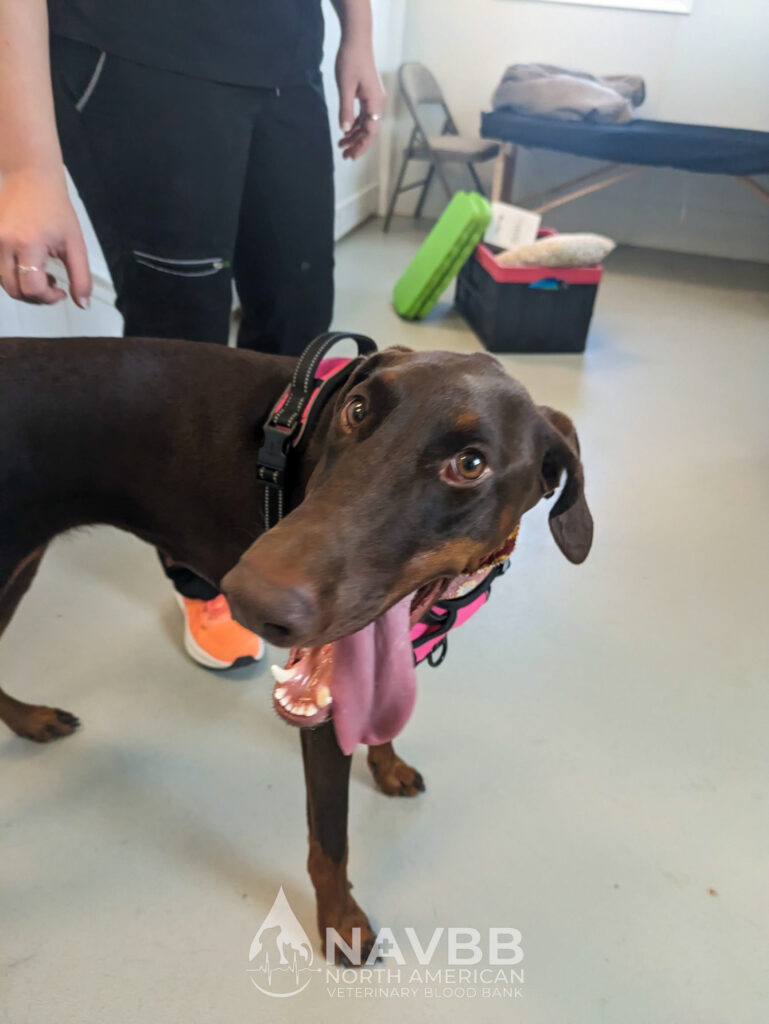 North American Veterinary Blood Bank