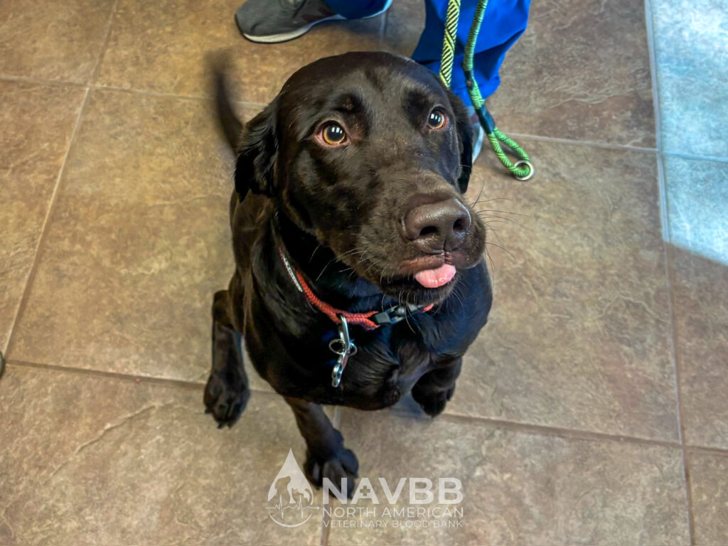 North American Veterinary Blood Bank