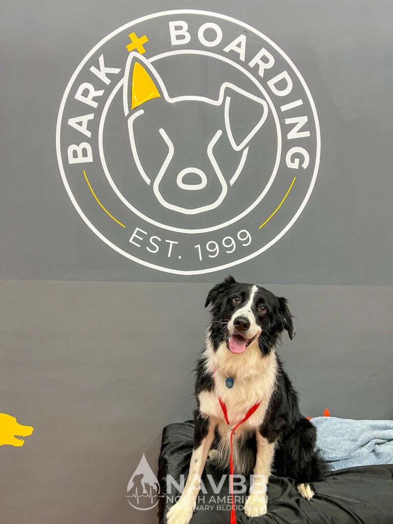 North American Veterinary Blood Bank