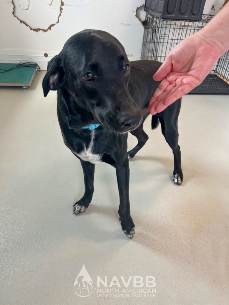 North American Veterinary Blood Bank