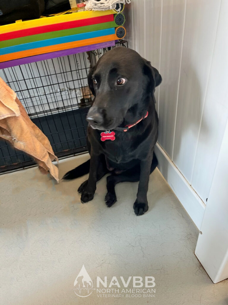 North American Veterinary Blood Bank