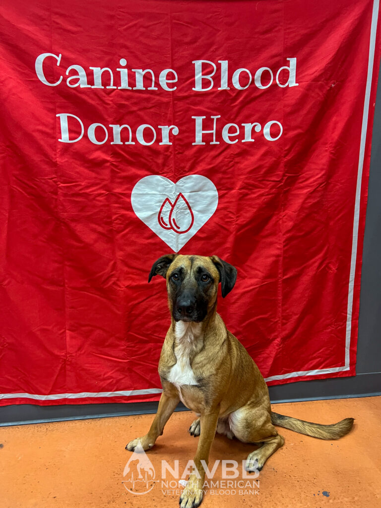 North American Veterinary Blood Bank
