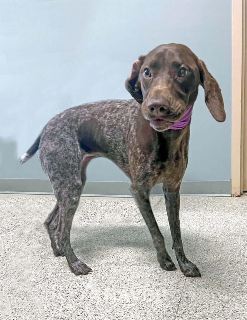 North American Veterinary Blood Bank