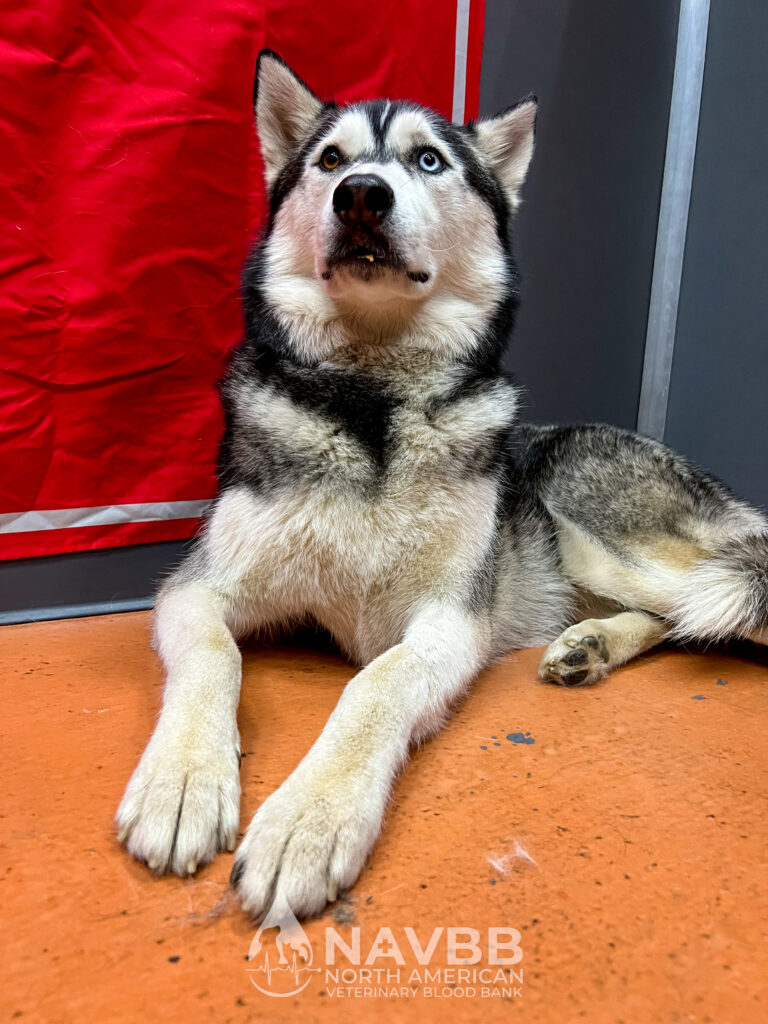 North American Veterinary Blood Bank