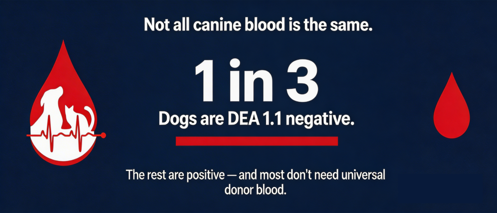 North American Veterinary Blood Bank